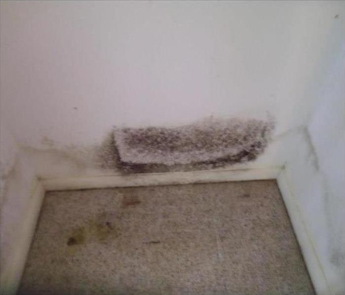 Mold growth on wall and carpet